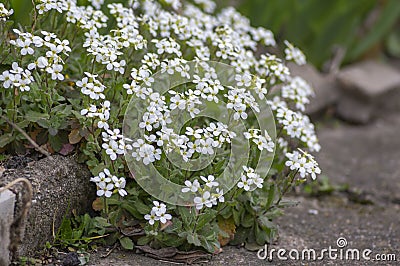 Arabis caucasica arabis mountain rock cress springtime flowering plant, causacian rockcress flowers with white petals in bloom Stock Photo