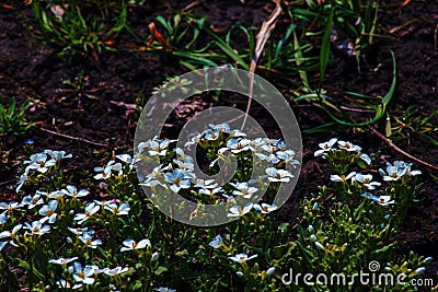 Arabis caucasica arabis mountain rock cress springtime flowering plant, causacian rockcress flowers with white petals in bloom, Stock Photo