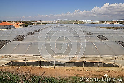 Arable crop farming - large area land full of glasshouses with vegetable on Sicily in Italy. Green vegetable plant grow in Stock Photo