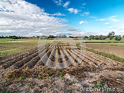 Arable field Stock Photo