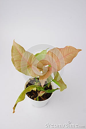 Araceae,Syngonium podophyllum,Syngonium hybrid Pink , Pink leaves on white pot isolated on nature background Stock Photo