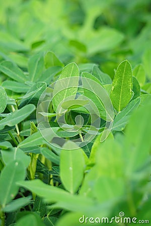 Arachis hypogaea (Kacang tanah, peanut, groundnut, goober, pindar, monkey nut) plant in the nature Stock Photo