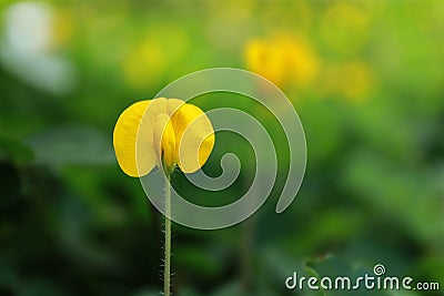 Arachis pintoi (Pinto peanut) in a row Stock Photo