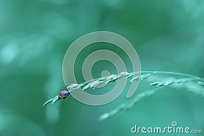 arachnoid tick sitting and waiting in the green grass Stock Photo