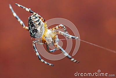 Arachnophobia fear of spider bite concept. Macro close up spider on cobweb spider web on blurred brown background. Life of insects Stock Photo