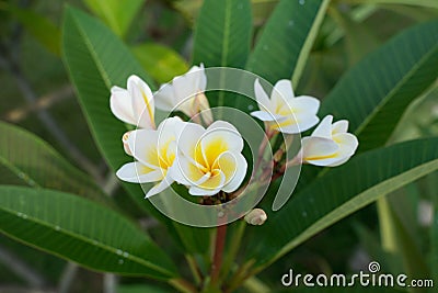 Araliya flower Plumeria white-yellow flowers on a background of green leaves Stock Photo