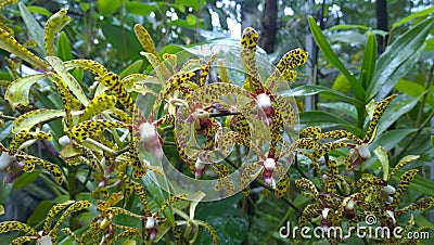 Aranda Bertha Braga orchid flowers in Singapore Stock Photo