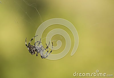 Araneus angulatus Stock Photo