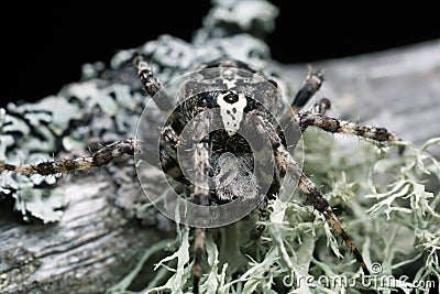 Araneus angulatus on pine wood Stock Photo