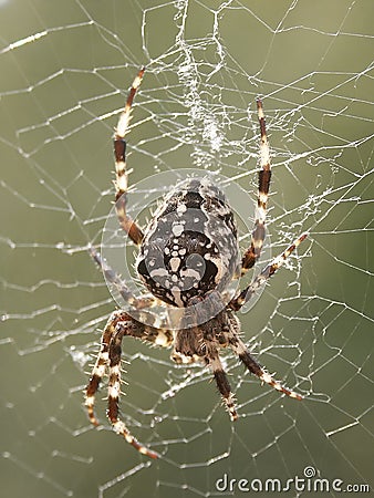 Araneus Diadematus Stock Photo