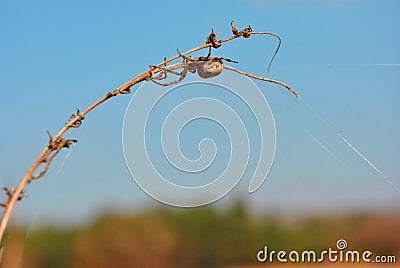 Araneus diadematus European garden spider, diadem spider, cross spider, crowned orb weaver in web on twig Stock Photo