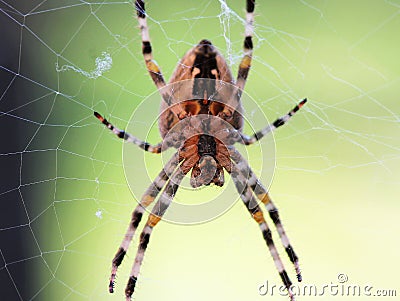 Big cross spider in a web close-up Stock Photo