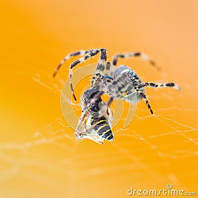 Araneus spider eats wasp Stock Photo