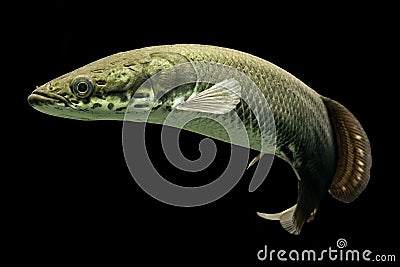 Arapaima One Of The Biggest Freshwater Fish Stock Photo