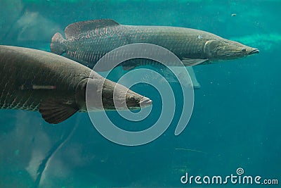 Arapaima (Sudis gigas). Stock Photo