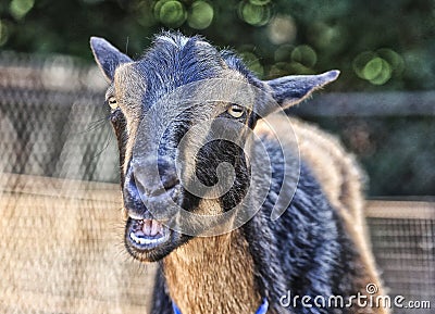 Arapawa goat zoo rare Stock Photo