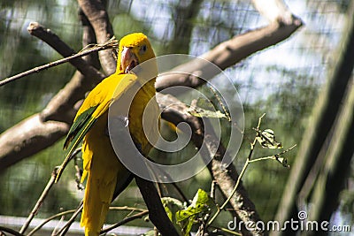 Ararajuba Guaruba guarouba or golden parakeet on a tree branch Stock Photo