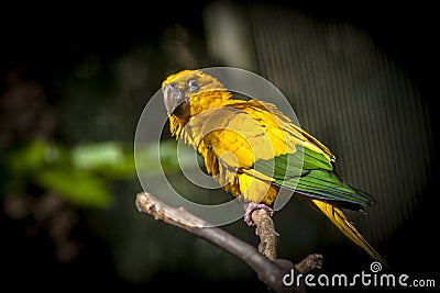 Ararajuba Guaruba guarouba or golden parakeet on a tree branch. Stock Photo