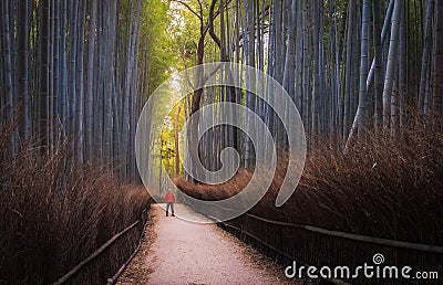 Arashiyama Bamboo Forest Kyoto, Japan Editorial Stock Photo