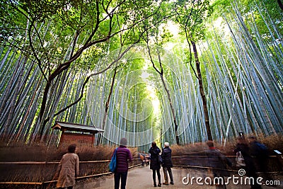 Arashiyama bamboo forest trails Editorial Stock Photo