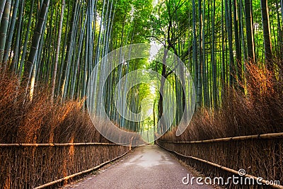 Arashiyama Bamboo Grove Stock Photo