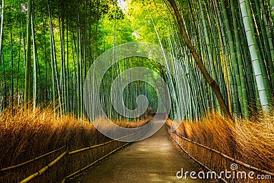 Arashiyama Bamboo Grove Stock Photo