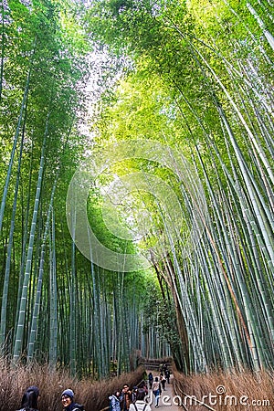 Arashiyama Bamboo Grove or Sagano Bamboo Forest, is a natural forest of bamboo in Arashiyama, landmark and popular for tourists Editorial Stock Photo