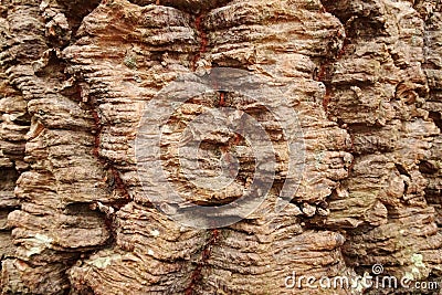 Araucana Araucaria tree bark Stock Photo