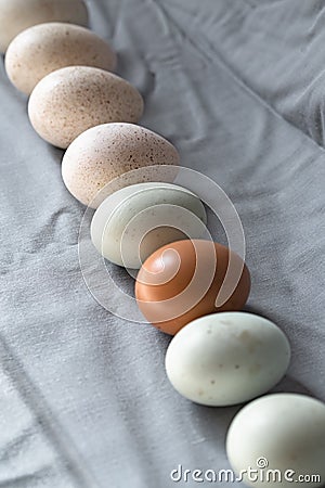 Araucana eggs and goose eggs Stock Photo