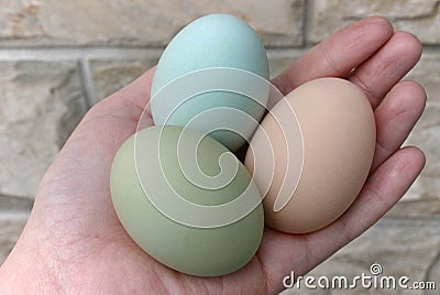 Araucana hens green and blue eggs Stock Photo