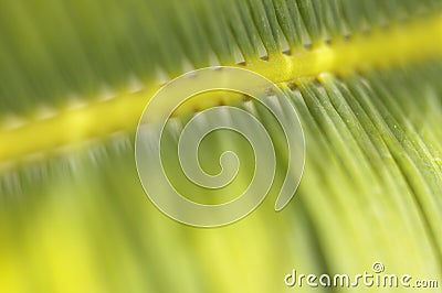 Araucari Plant Stock Photo