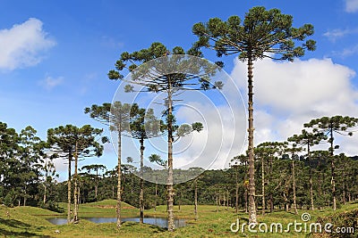 Araucaria angustifolia ( Brazilian pine), Brazil Stock Photo