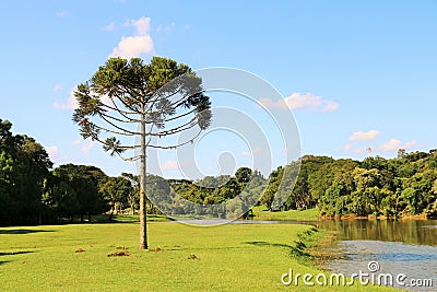 Araucaria Angustifolia (Brazilian pine) Stock Photo