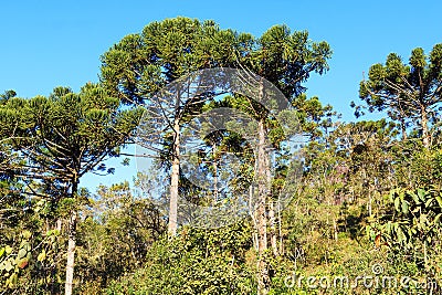 Araucaria angustifolia ( Brazilian pine) in forest Stock Photo