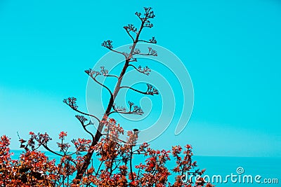Araucaria araucana against blue sky Stock Photo