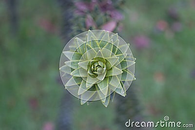 Araucaria araucana branch with green lakes. Macro photo of sharp leaves. Stock Photo