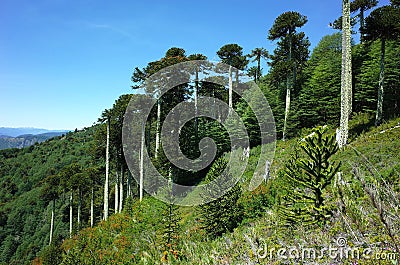 Araucaria araucana forest Monkey puzzle trees on mountain slope in Villarrica national park in Chile Stock Photo