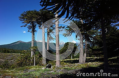 Araucaria araucana or Monkey puzzle tree forest in Villarrica national park in Chile, South America Stock Photo