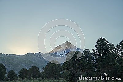 Araucaria araucana, monkey puzzle tree, monkey tail tree, in front of Volcano Lanin Stock Photo