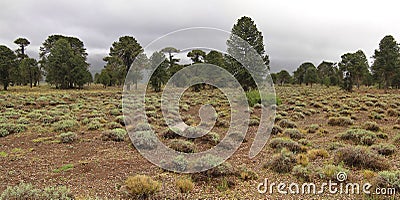 Araucaria (Araucaria araucana) trees in Lanin National Park Stock Photo