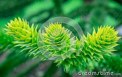 Araucaria evergreen conifer tree branch with soft needles, growing in a garden Stock Photo