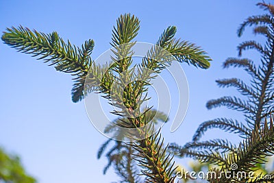 Araucaria green leaves against the blue sky. Beautiful green tree Stock Photo