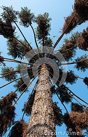 Araucaria tree Stock Photo