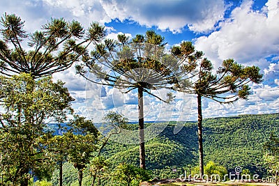 Araucaria Tree Stock Photo