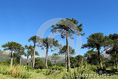 Araucaria tree forest Stock Photo