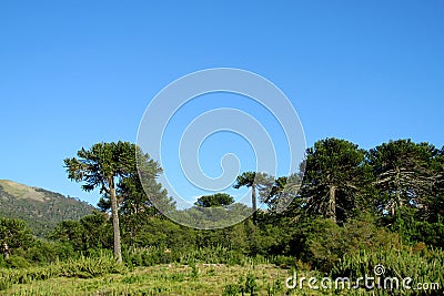 Araucaria tree forest Stock Photo