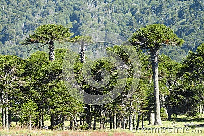 Araucaria tree forest Stock Photo