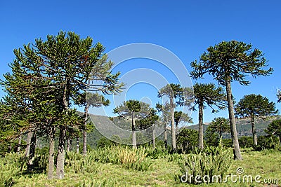 Araucaria tree forest Stock Photo