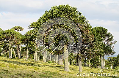 Araucaria tree forest Stock Photo