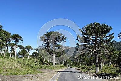 Araucaria tree forest near the road Stock Photo